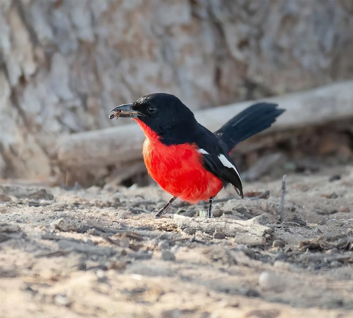 bird watching in uganda