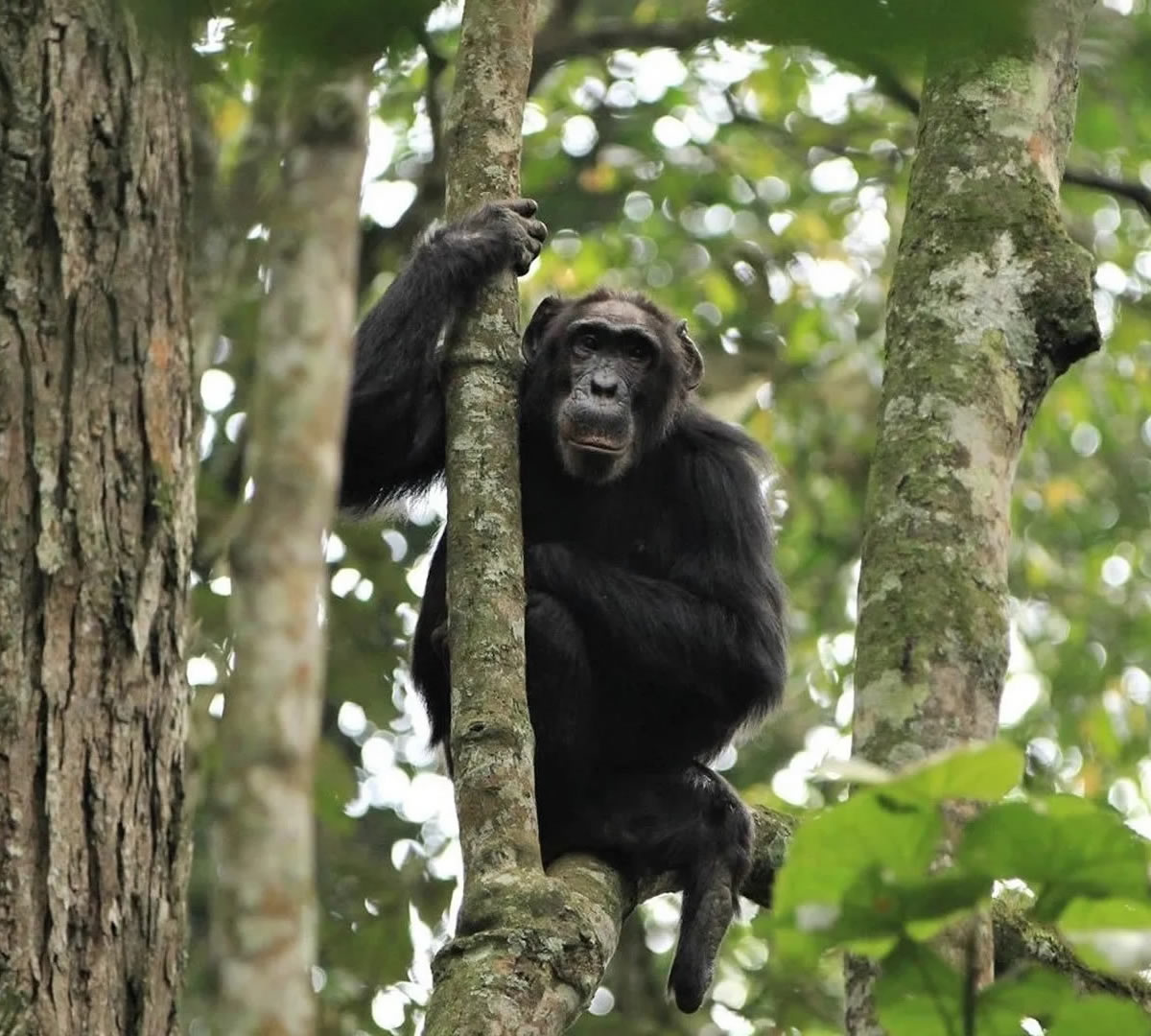 chimpanzee trekking in rwanda