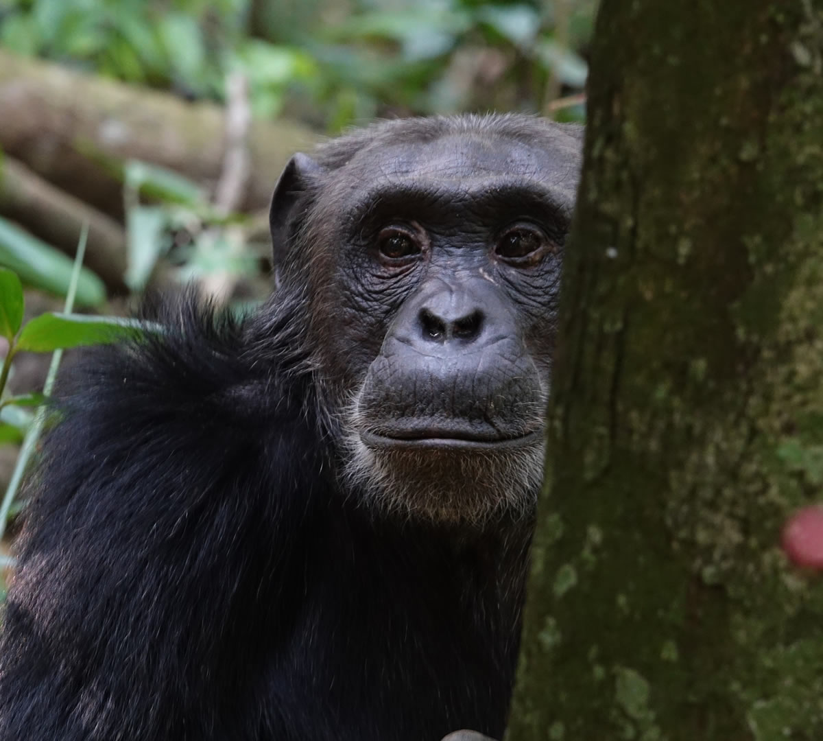 uganda chimpanzee trekking