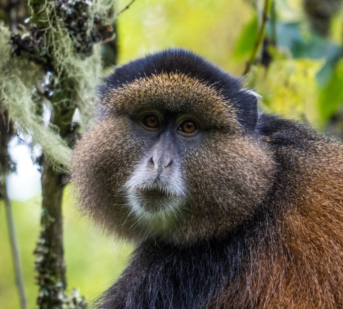 golden monkey tracking in uganda