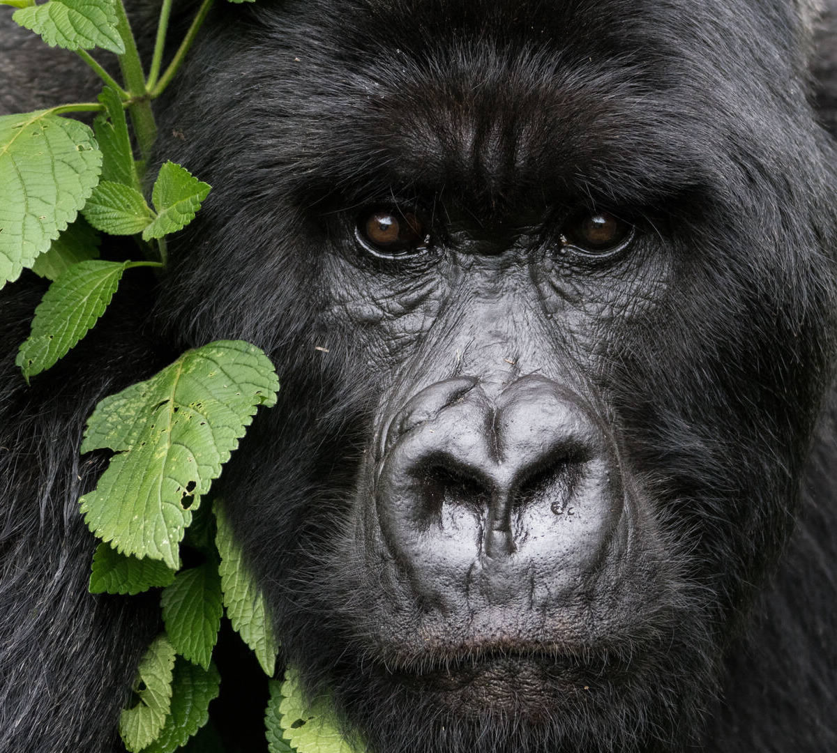 gorilla trekking in rwanda