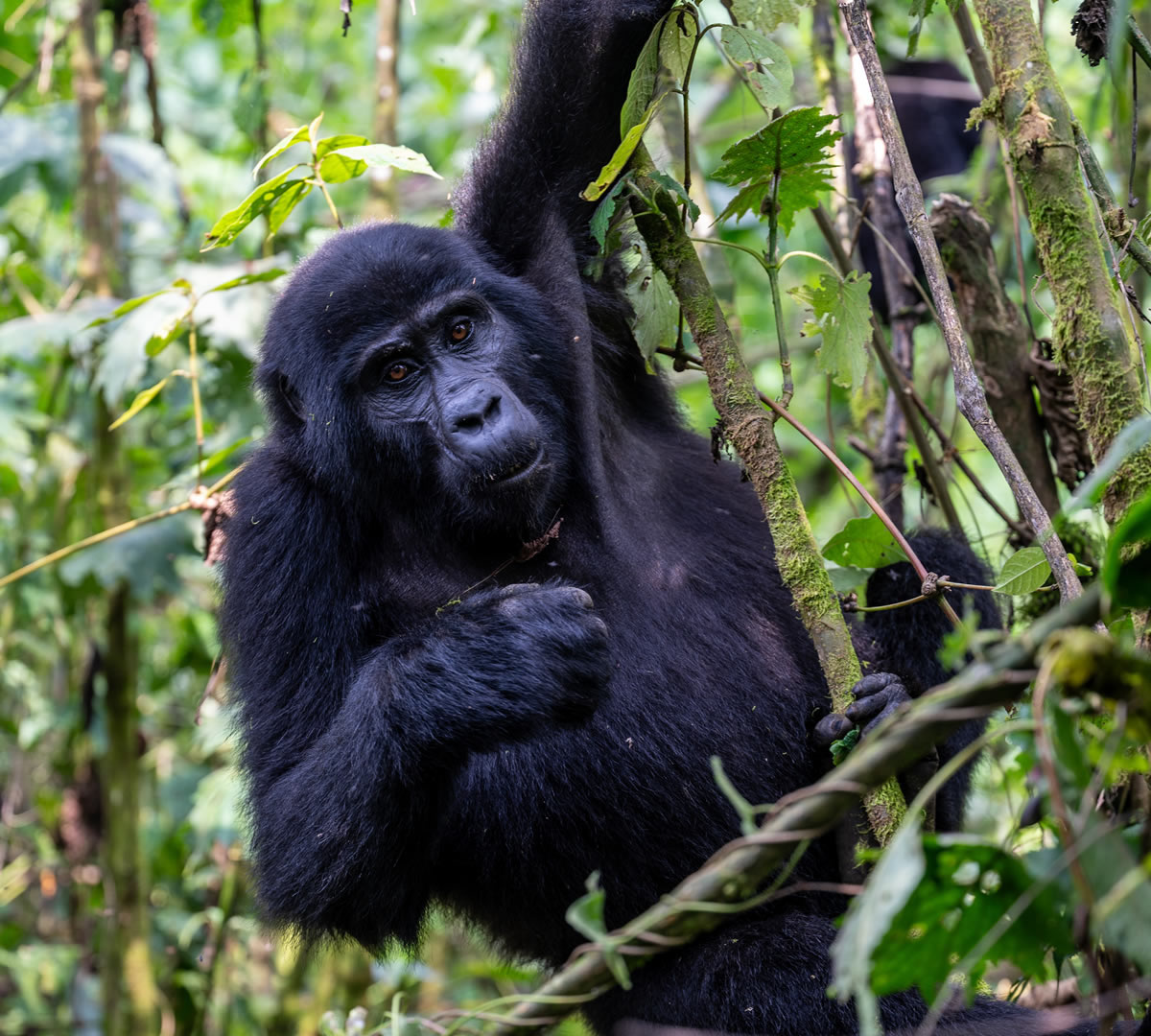 Uganda Gorilla Trekking