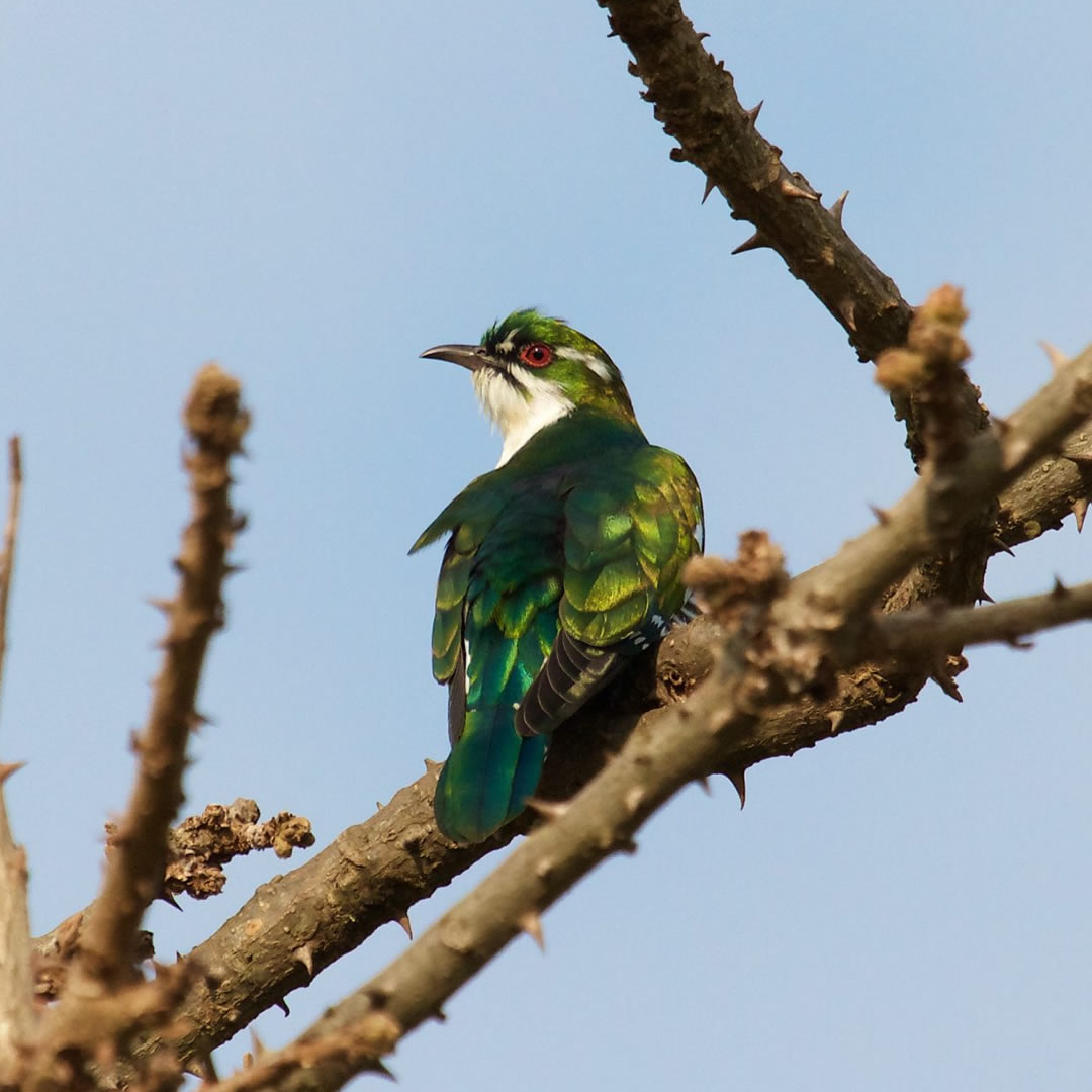 Diederik Cuckoo at the Akagera National Park