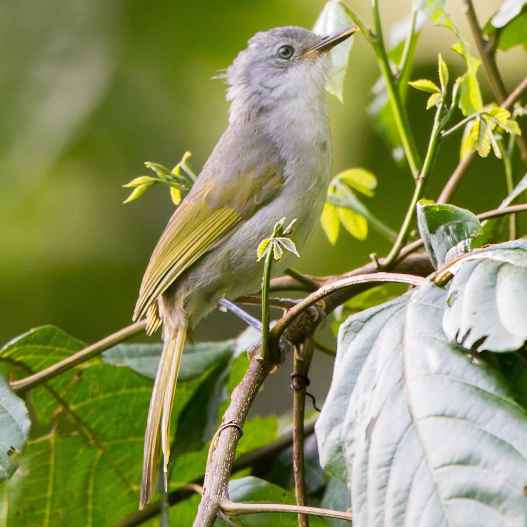 Yellow-Streaked Greenbul at Bwindi Impenetrable Forest