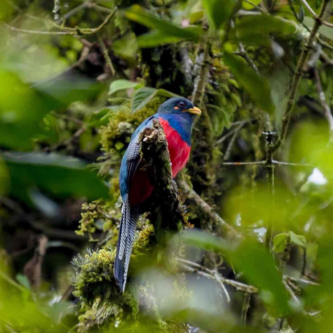 Pied Kingfisher at the Gishwati Mukura National Park
