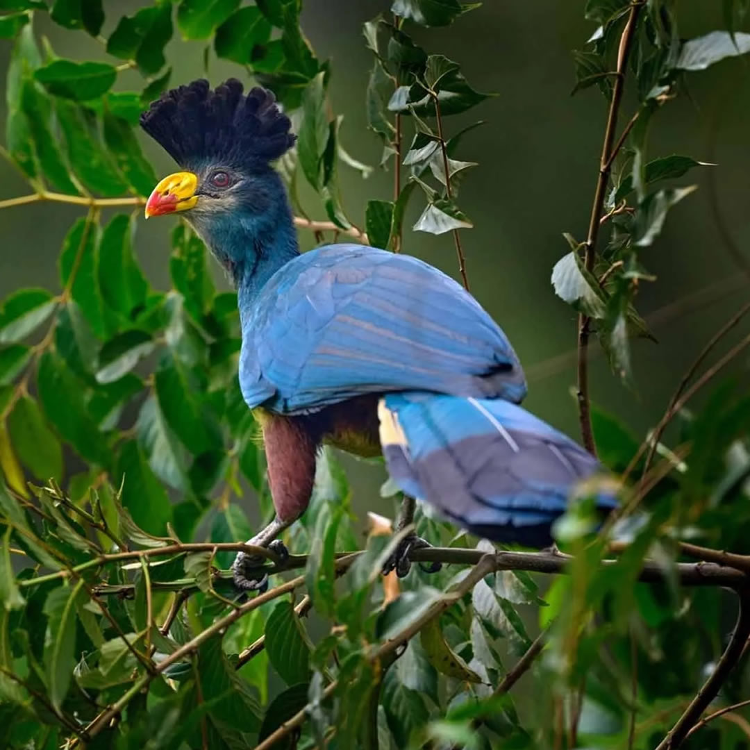 Great Blue Turaco at Kibale National Park