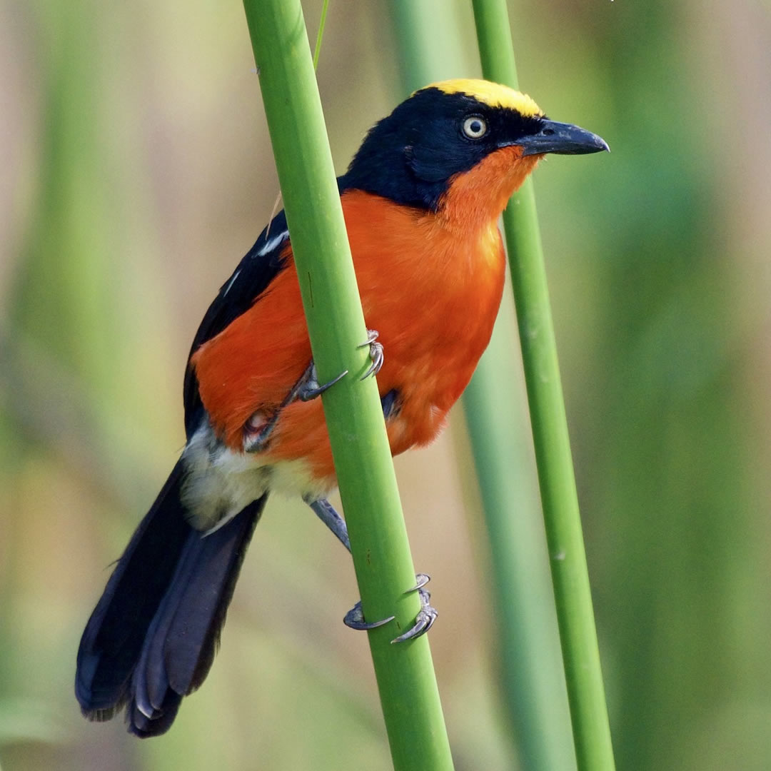Papyrus Gonolek at the Lake Mburo National Park