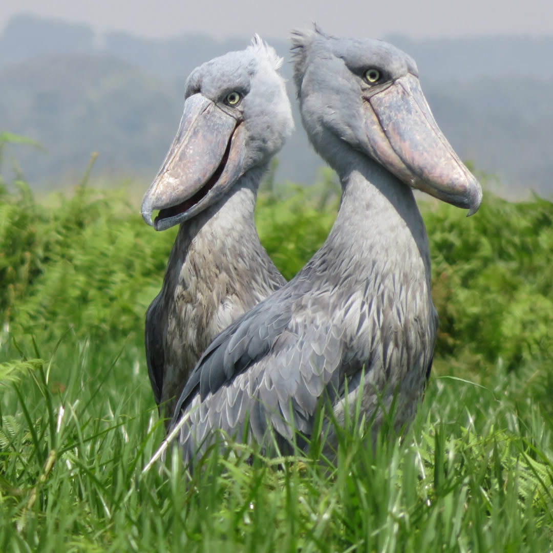 shoebill stork at the murchison falls national park
