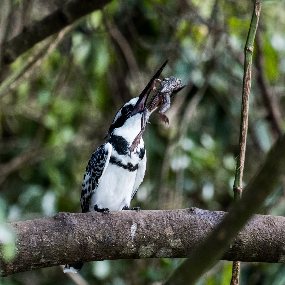 Pied Kingfisher at the Nyungwe National Park