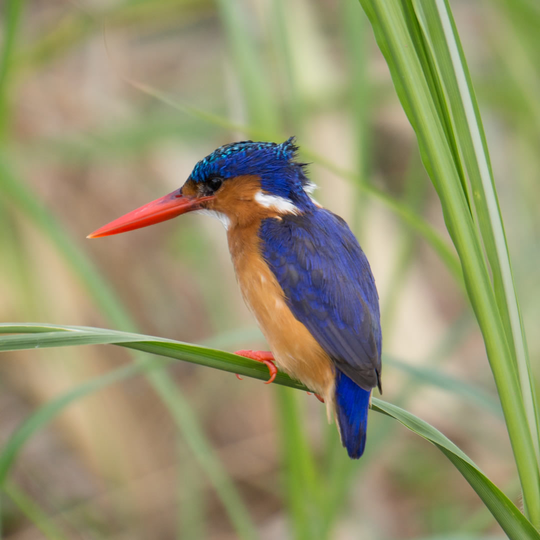 Malachite Kingfisher at the Queen Elizabeth National Park