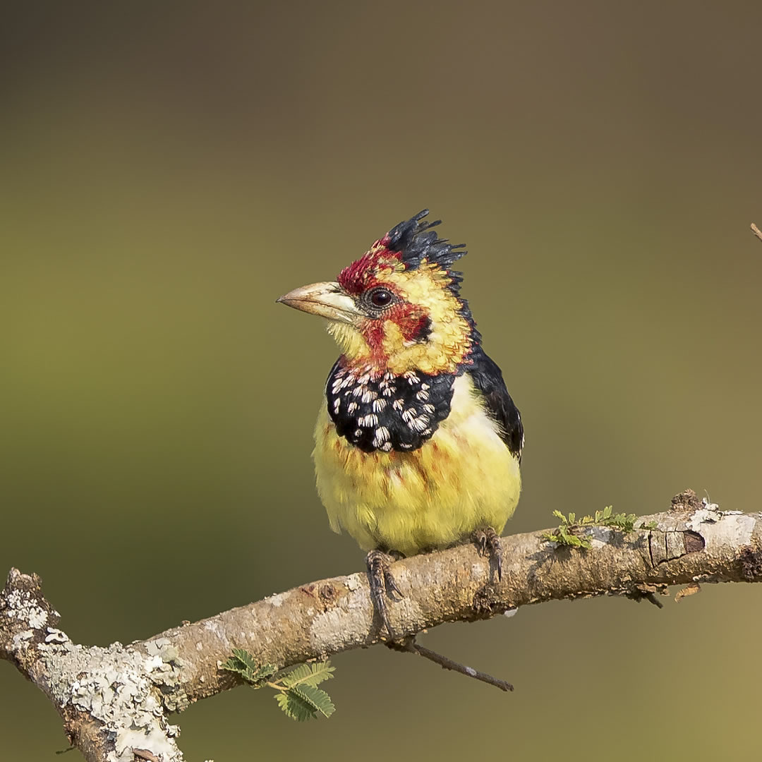 Crested Barbet at the Semuliki National Park
