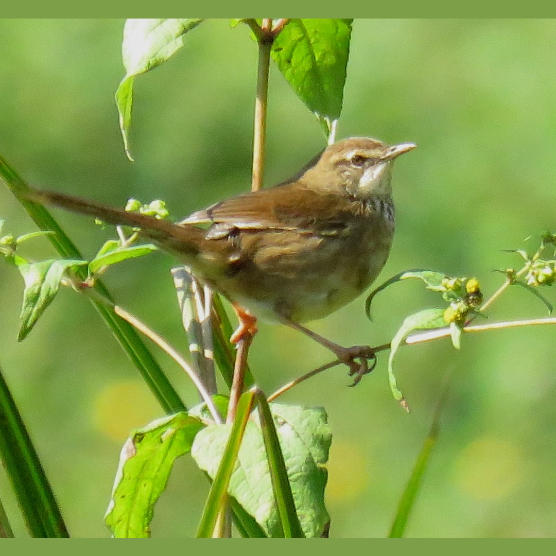 Grauer's Swamp Warbler at the Volcanoes National Park