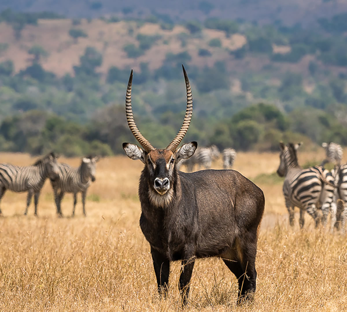 akagera national park