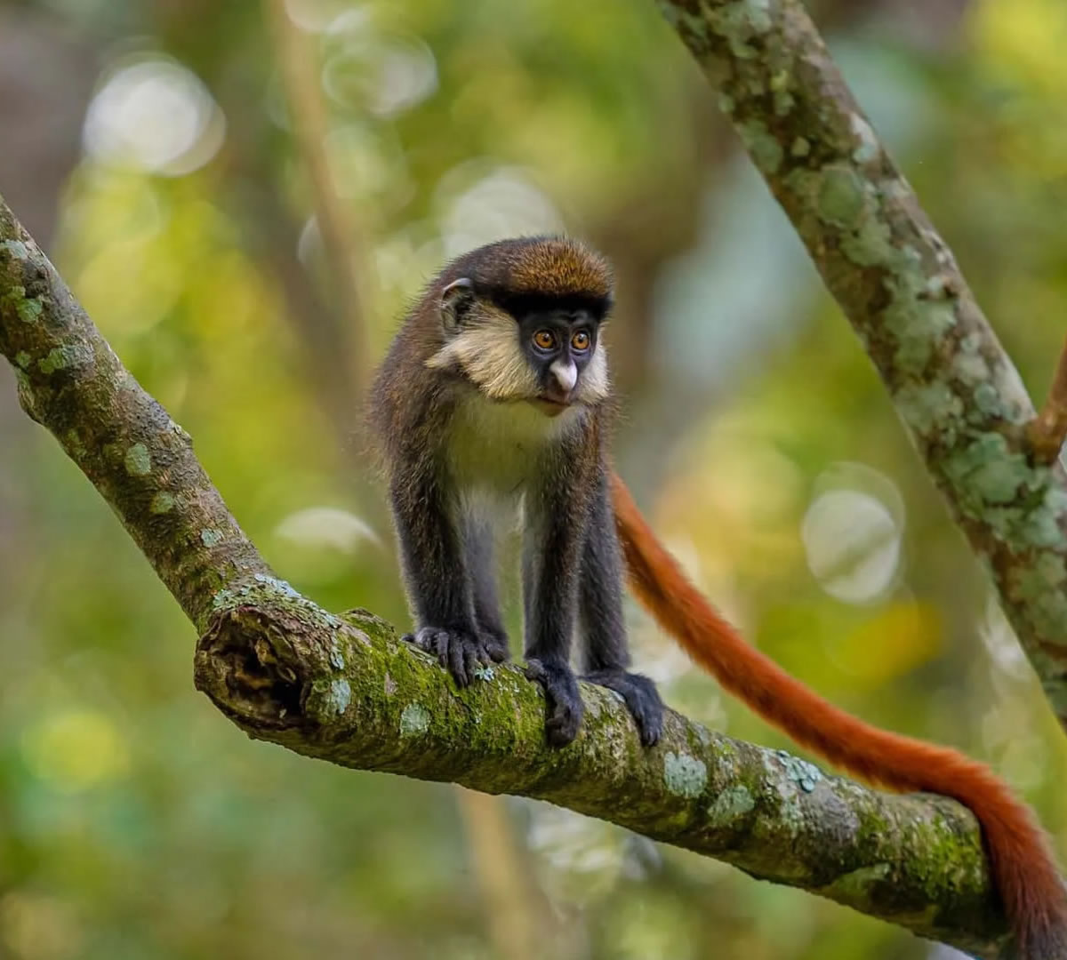 bwindi impenetrable forest