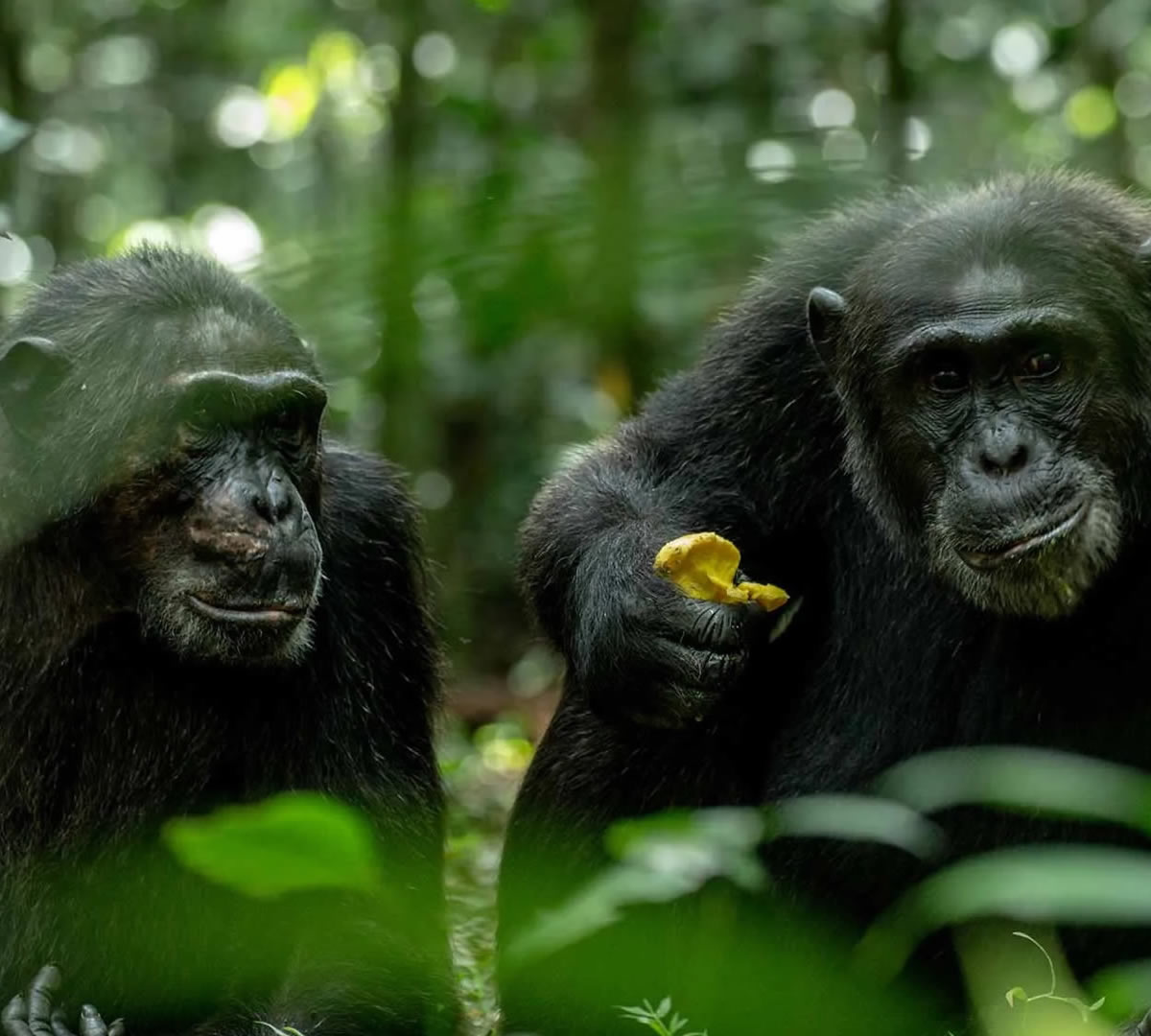 kibale national park