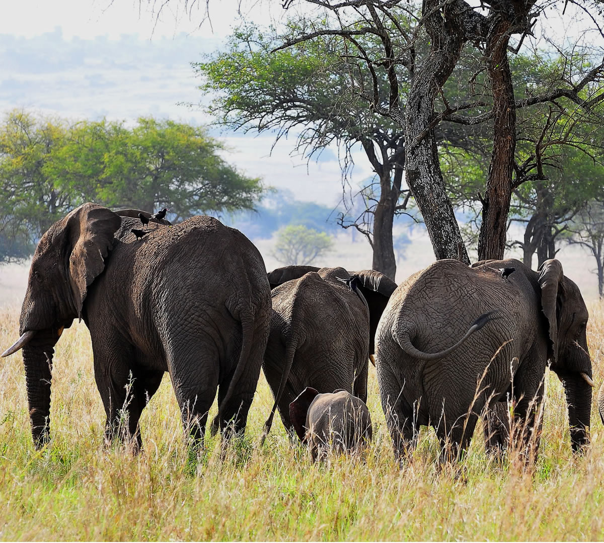 kidepo valley national park