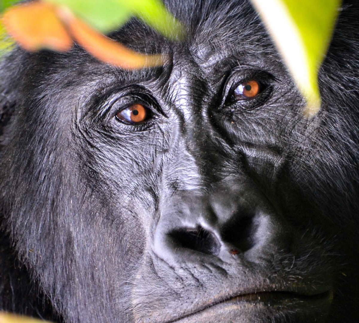 mgahinga gorilla national park