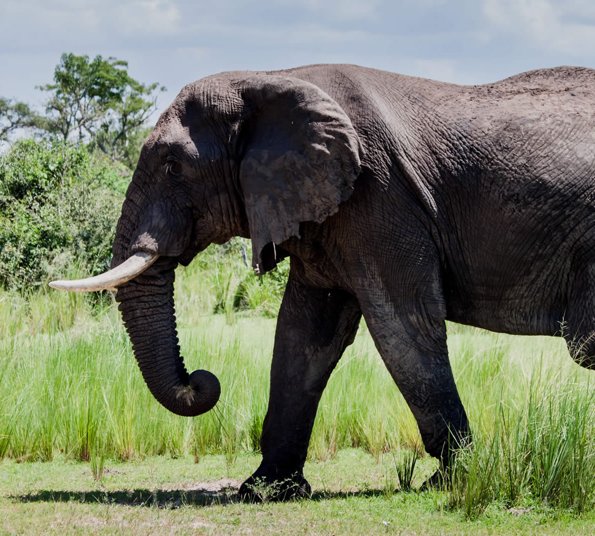 murchison falls national park