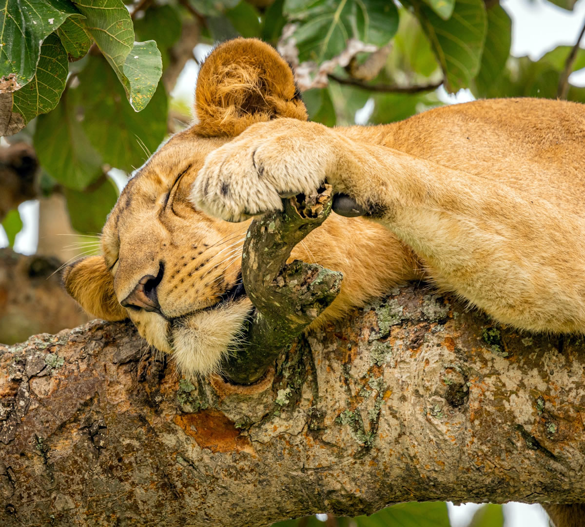 queen elizabeth national park