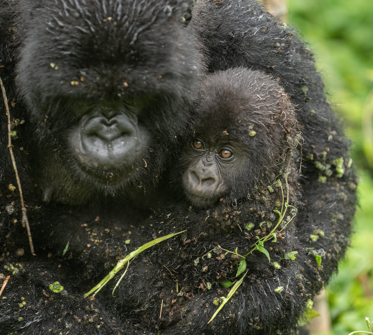 volcanoes national park