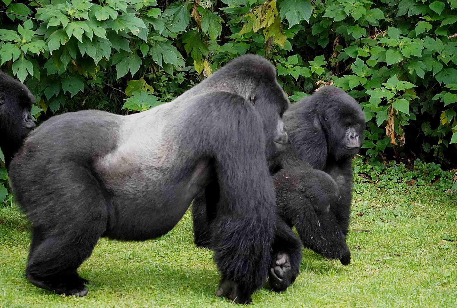 10 Days Gorillas in the Mist 