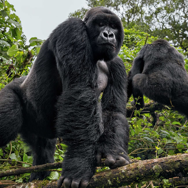 11 Days Opulent Uganda