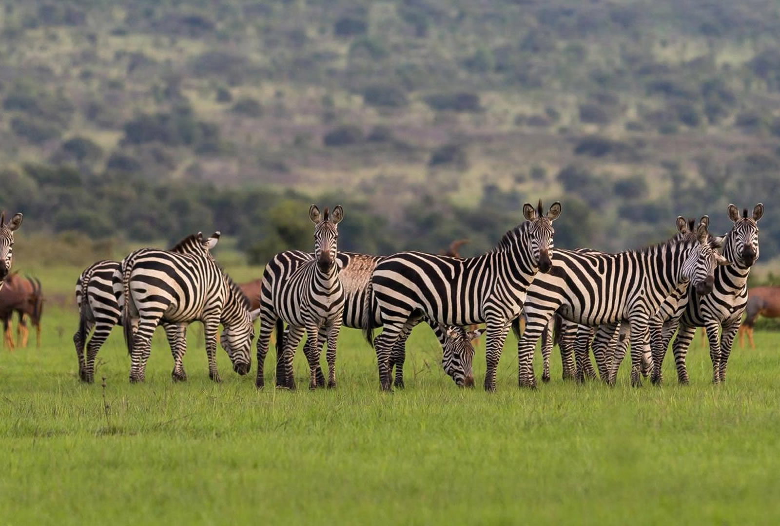 11 Days Spectacular Rwanda