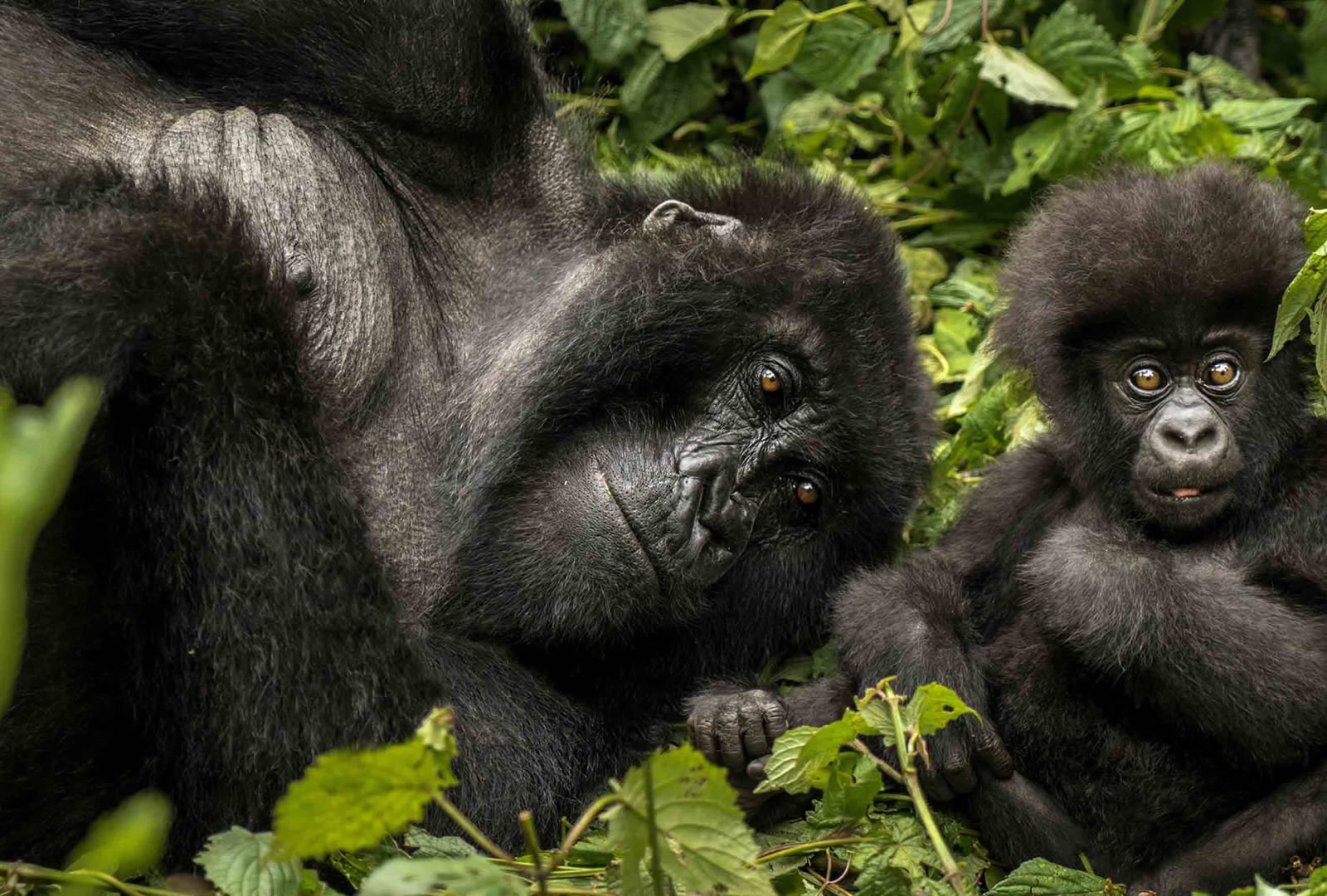 12 Days Legacy Primate Expedition 