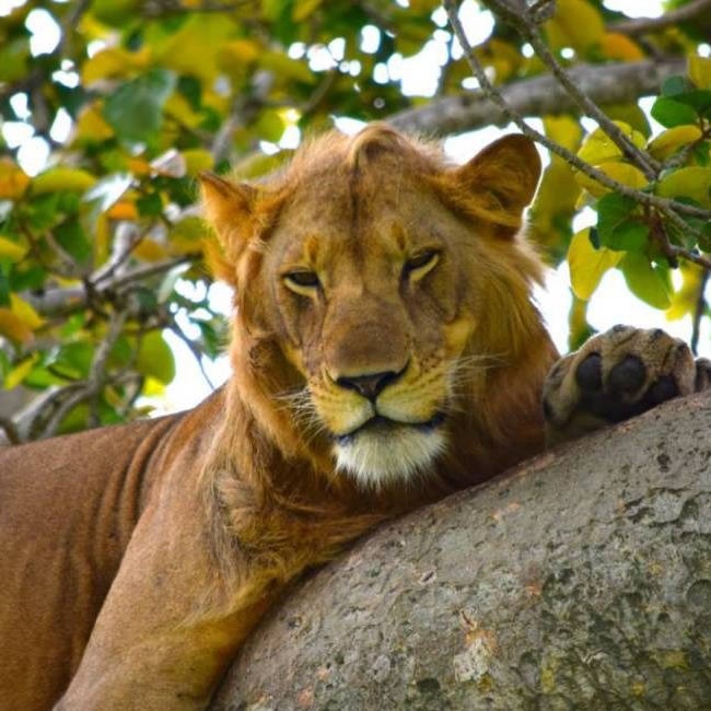 12 Days Uganda Wilderness Outposts