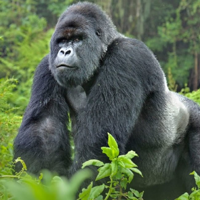 13 Days Uganda Wildlife & Primate Expedition