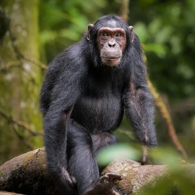 15 Days Savannah, Rivers & Apes