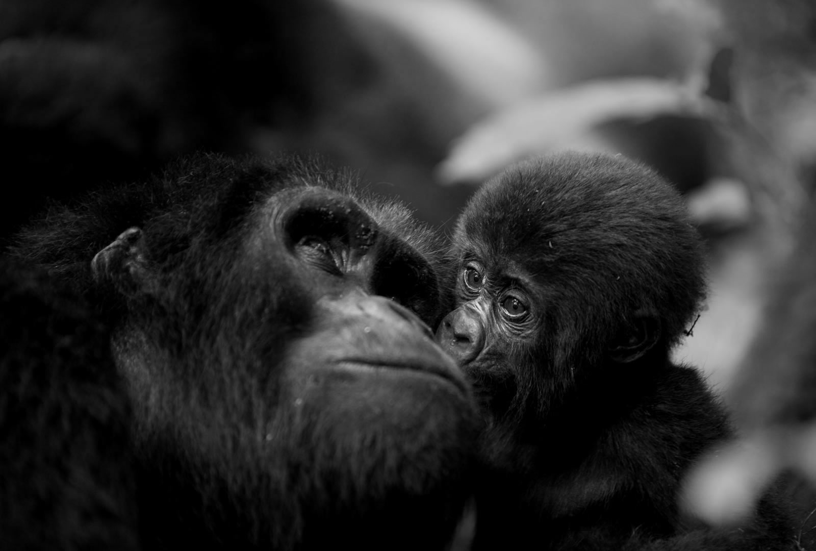 16 Days Uganda & Rwanda Safari