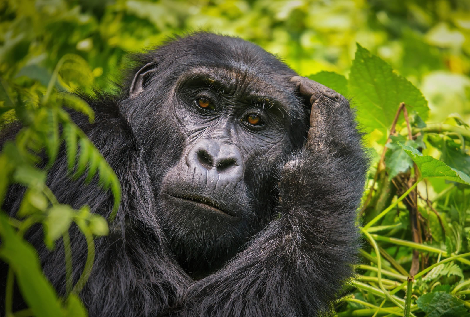 4 Days Bwindi by Air Safari